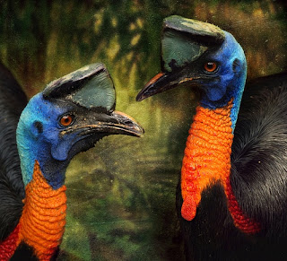 Flora Dan Fauna Papua Barat The Colour Of Indonesia