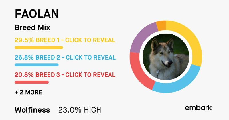 Embark DNA Test Results