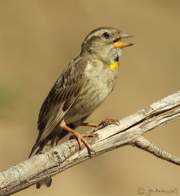 UN LUGAR PARA LAS AVES GORRIONES