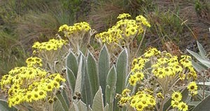 Species New To Science