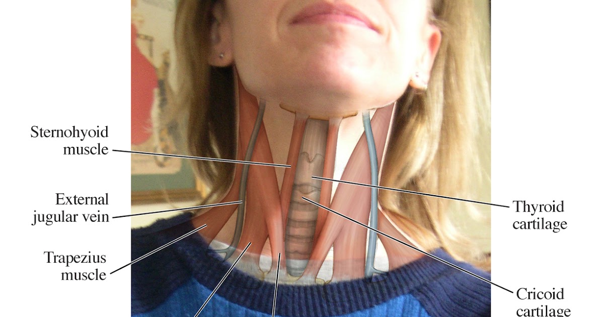 complete anatomy keep surrounding structures complete anatomy keep surrounding structures
