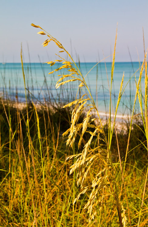 Sea Oats