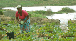 Pequenos produtores ancoram desenvolvimento sustentável na Rio+20 desenvolvimento sustentável, sustentável, Rio+20, FIDA, alimentar sustentável, futuro sustentável, agrícola sustentável,