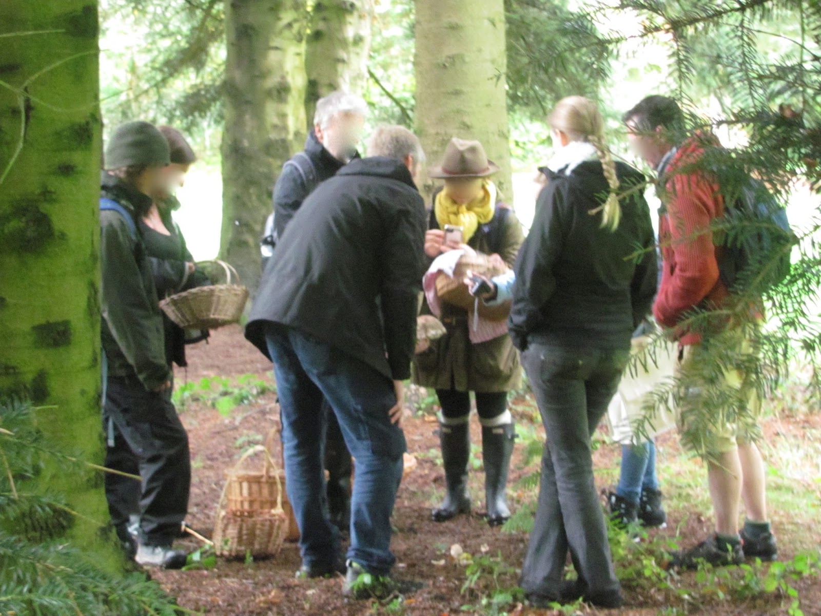 Jumble Tree Mushroom foraging in the Forest of Dean