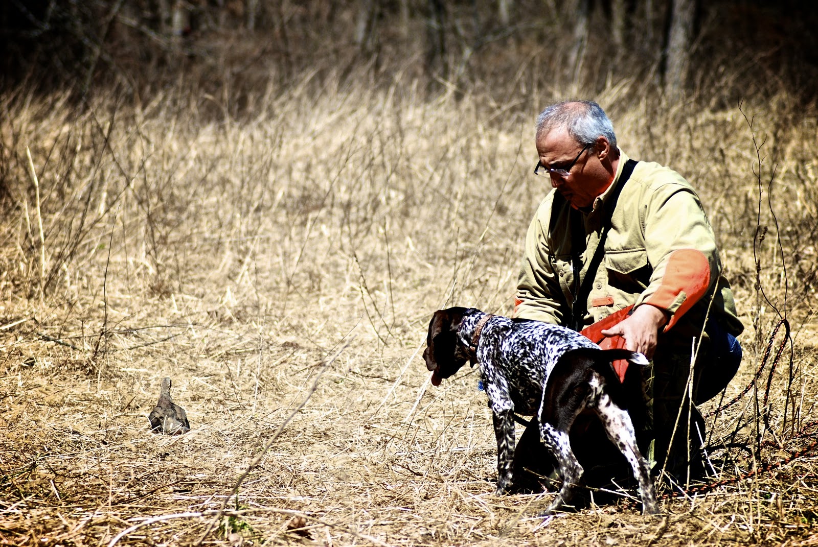 Adventures of a GSP Hunting Dog Choosing a Hunting Dog Breeder