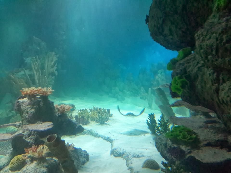 Eskişehir ETİ Sualtı Dünyası Gezgin Günlüğü