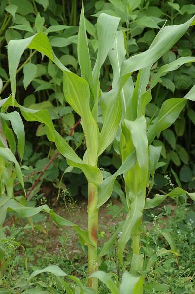 Klasifikasi Tumbuhan Berbiji Jagung Zea Mays