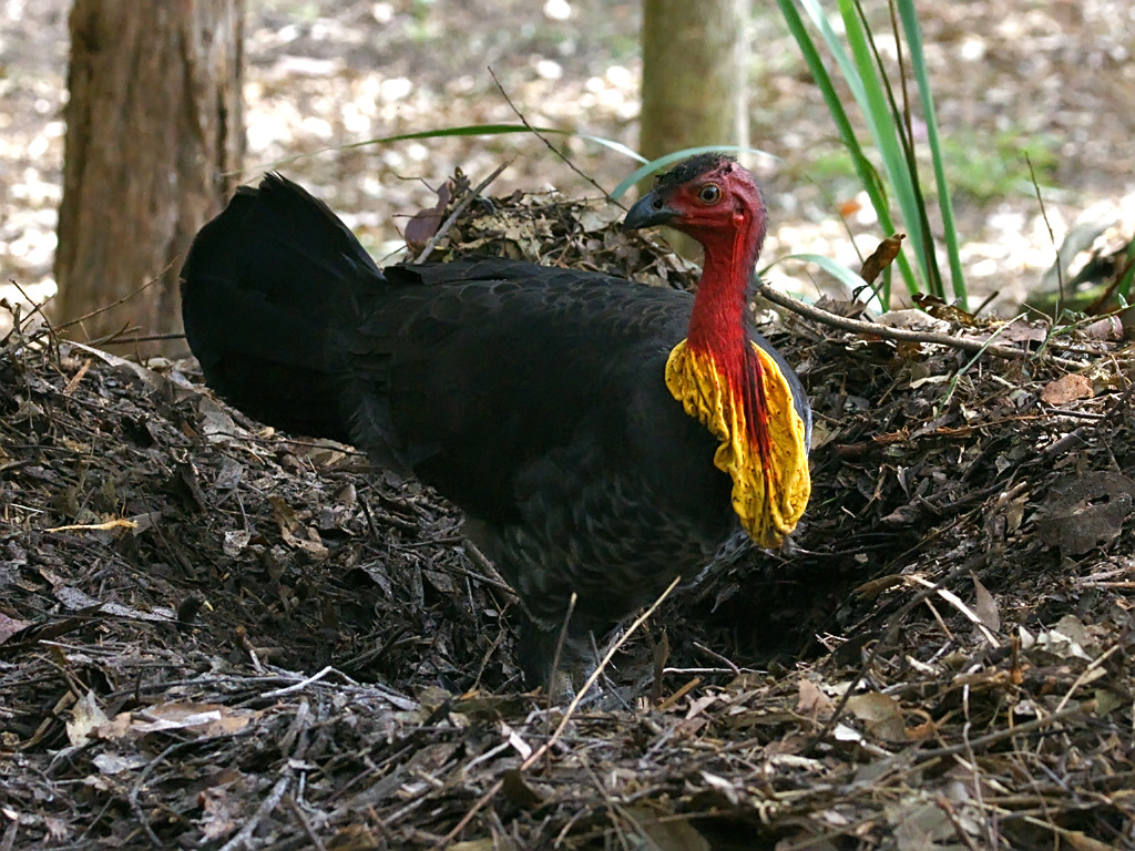 Australia Brush Turkey The Life of Animals