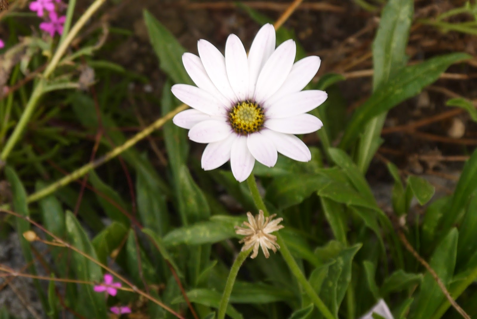 Anybody Seen My Focus Calycanthus Floridus Eastern Sweetshrub