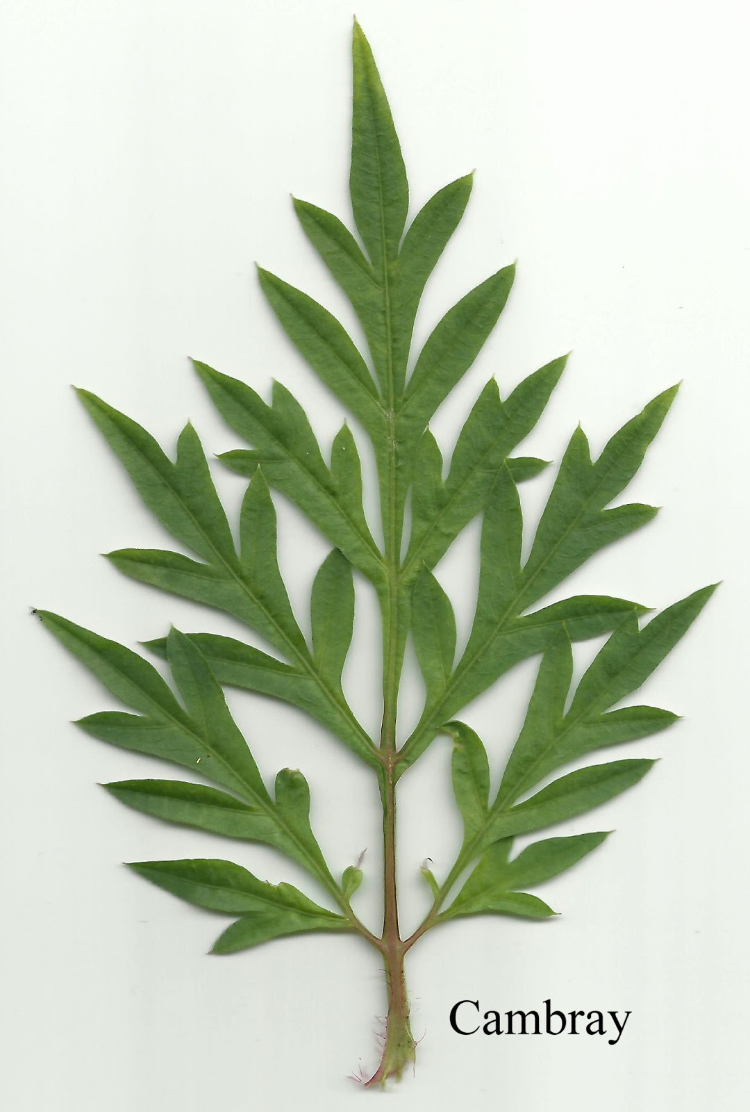 Lepidóptera 10º Norte Mariposas en cambray