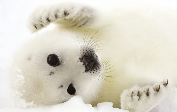 Funny baby seals