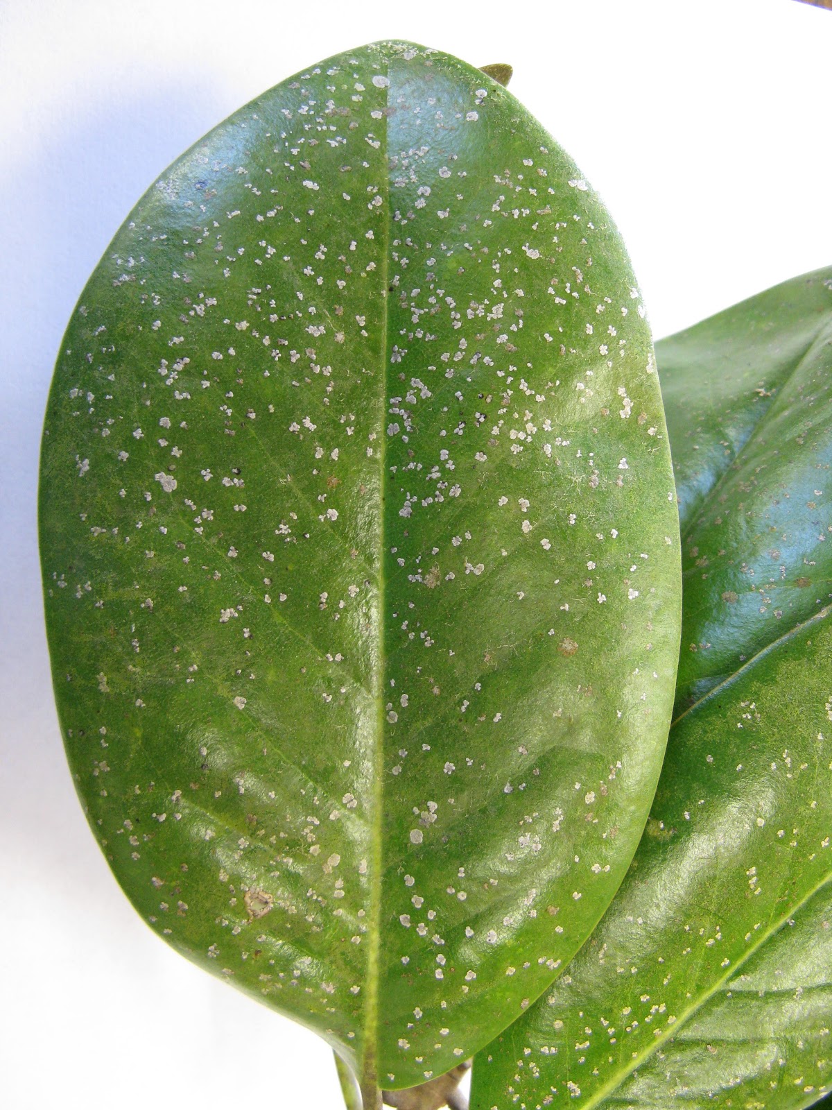 Gardening in Mississippi Southern Magnolia Leaf Drop