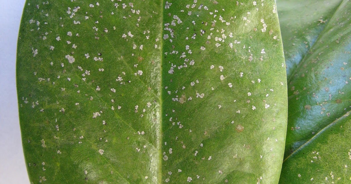 Gardening in Mississippi Southern Magnolia Leaf Drop