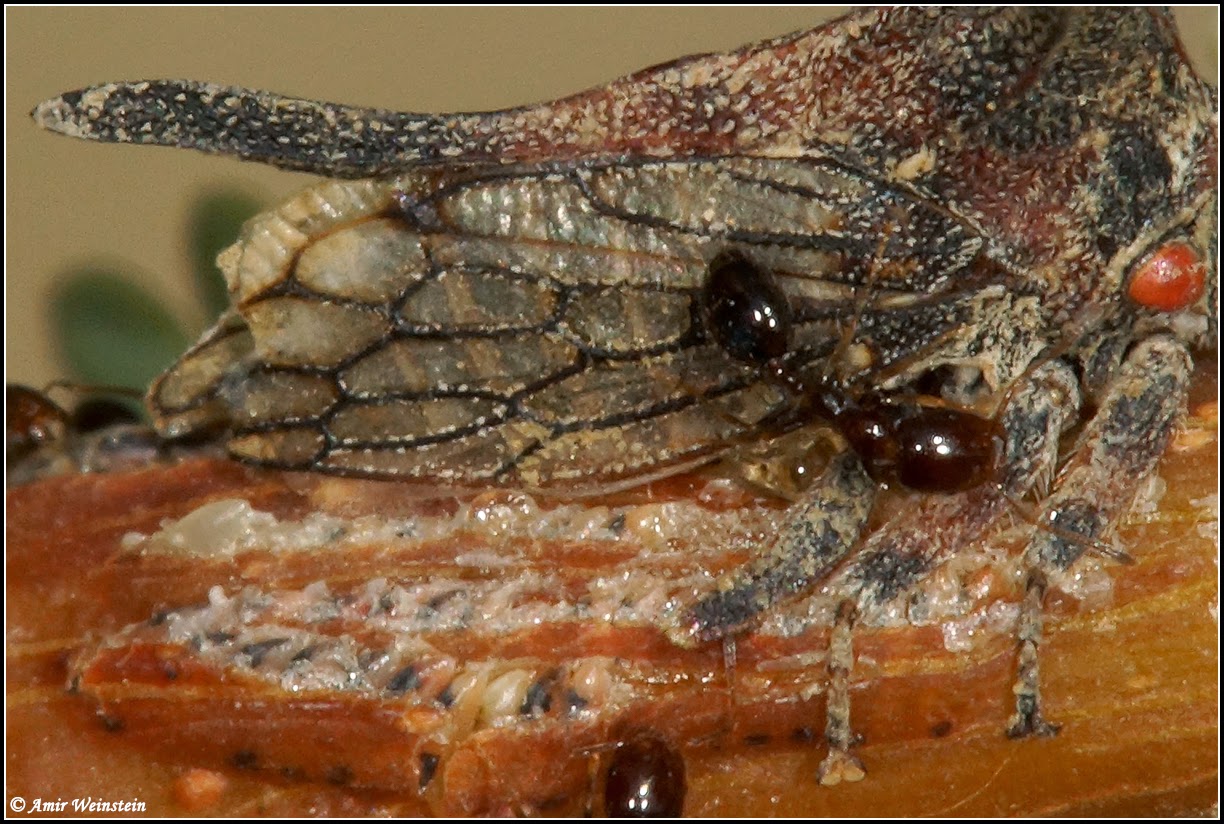 Oxyrhachis furva Oxyrhachis furva