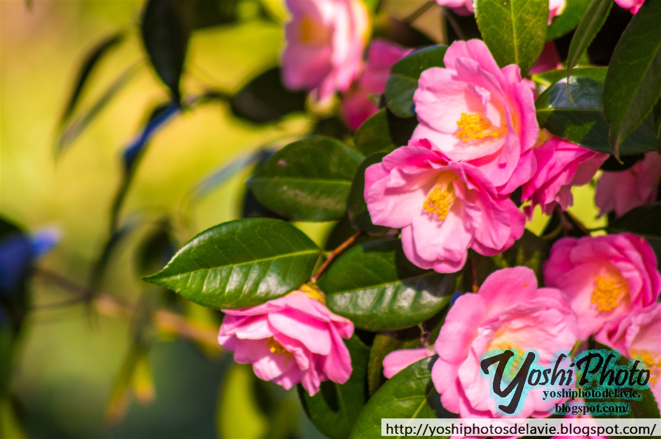 Flowers, Brooklyn, New York Photos of Life