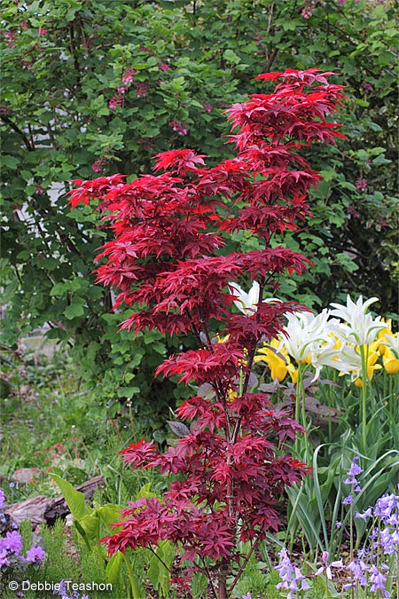 Mariette S Back To Basics Loropetalum Chinense Plum Delight