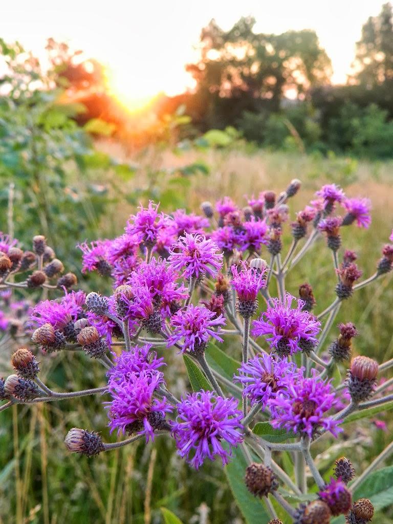 Ironweed Sunset