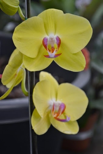 orchid flowers winter yellow