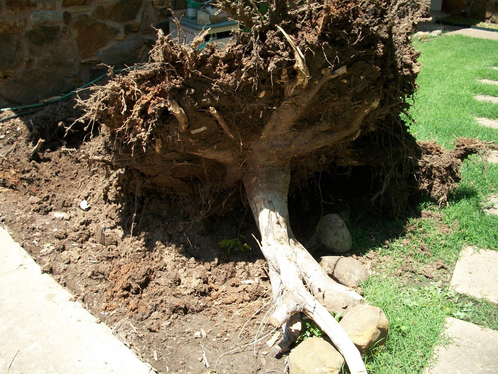 Penless Writer MORE ON THAT TREE STUMP