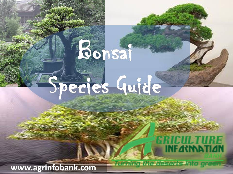 Bonsai Species Guide Agriculture Information Bank