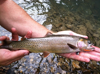 Native Cutthroat Trout