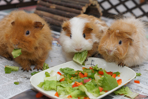 guinea pig severler guinea pigler de beslenme