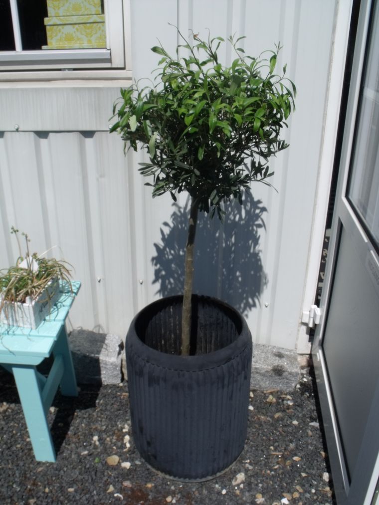 Thomsons univers: fristelser i plantorama... Badeværelse vask 120 cm