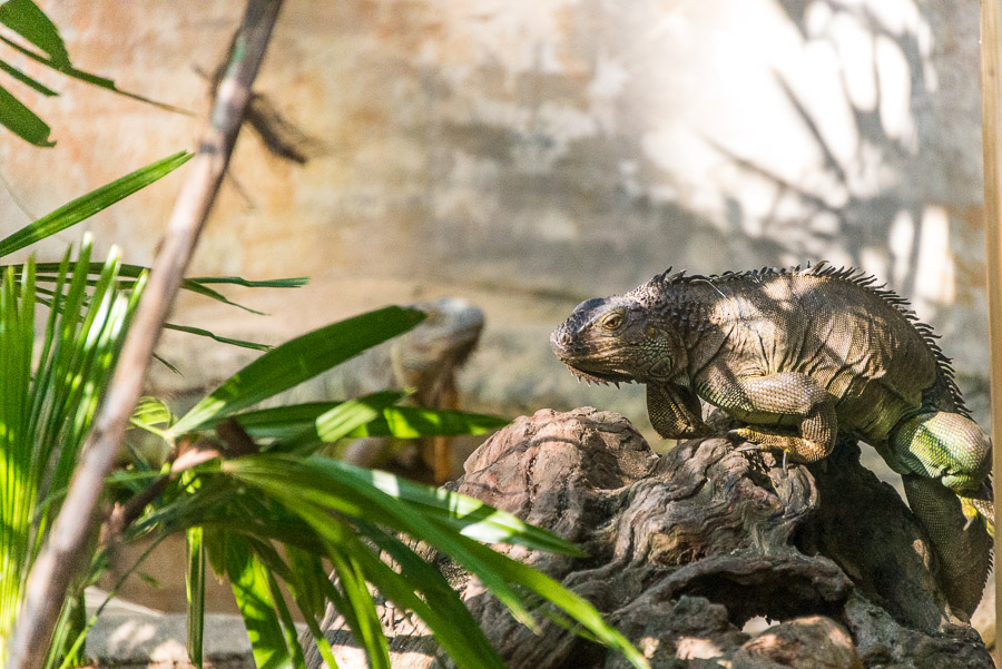 Chiang Mai Zoo. Part Two