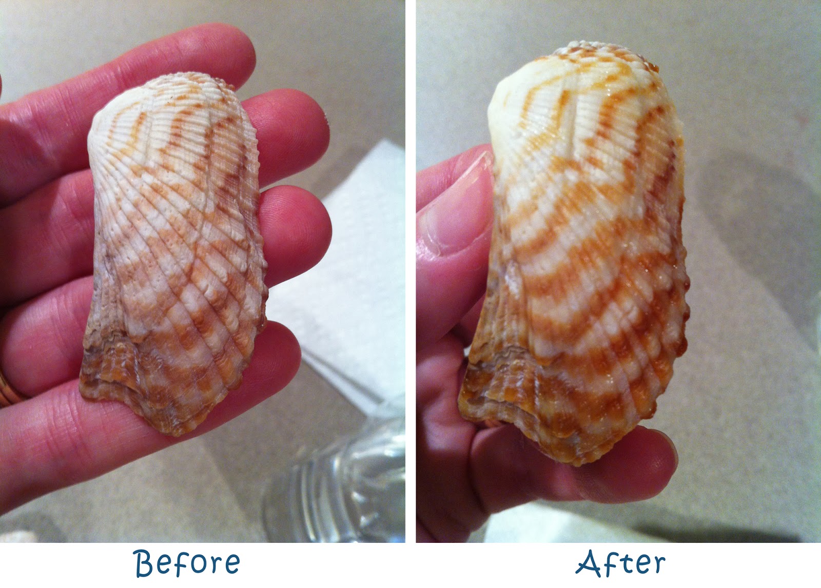 Hayley Daily HowTo DeStinkify and Polish Sea Shells