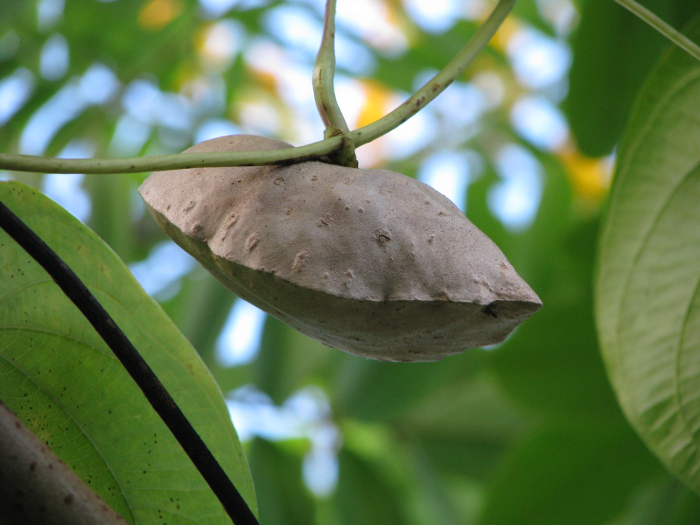 Life in Costa Rica Air Potato