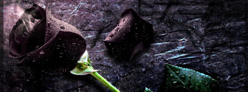 doga black rose cover photo kapak resmi