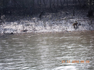 Crab Eating Macaque scurrying the river coast for crabs and fish.