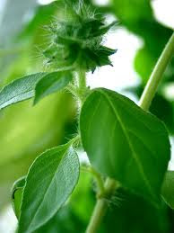 Tanam Kemangi Beli Mobil Dion Db Putra