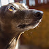 Χιλιάδες σκύλοι πειραματόζωα θανατώνονται στην Αυστραλία...