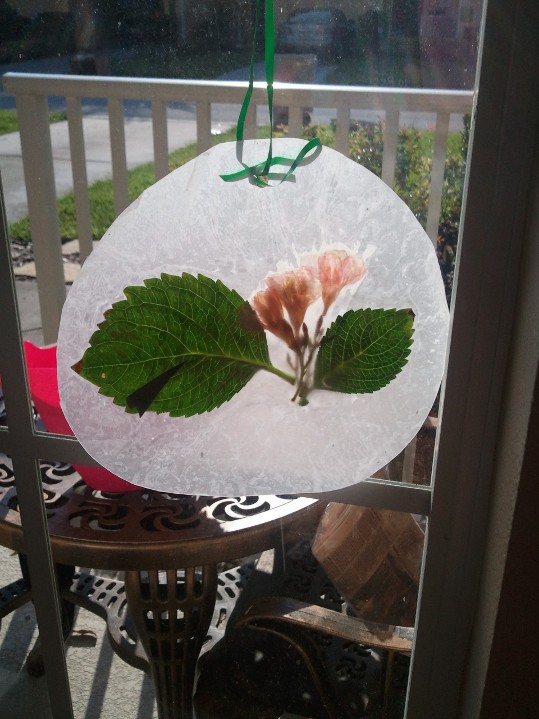 Teaching365 Day 25 Nature Suncatcher AND Nature Pictures