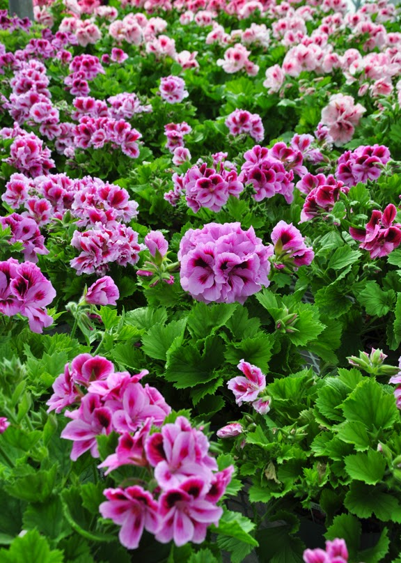 Three Dogs in a Garden Container Planting An Interview with the