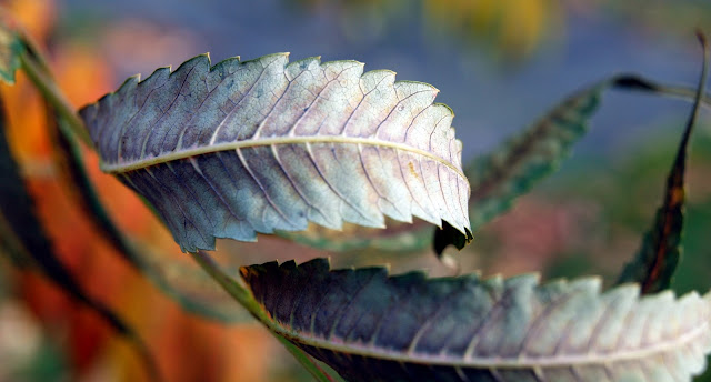 Fall Leaves, NYC 2012, Central Park