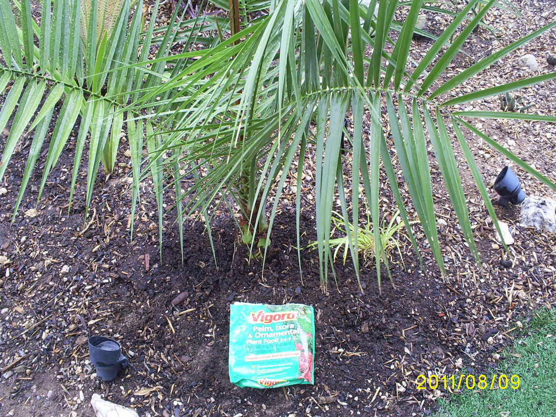 Brad's Tropical Paradise When, and how, to feed and fertilize your palm trees