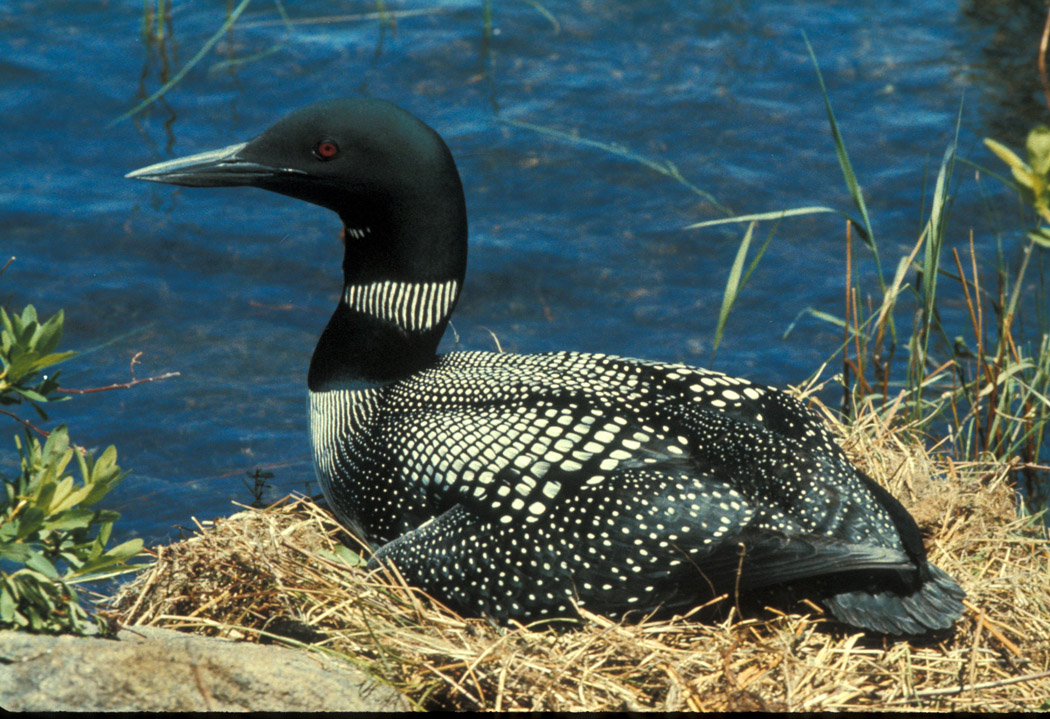 Loons Birds