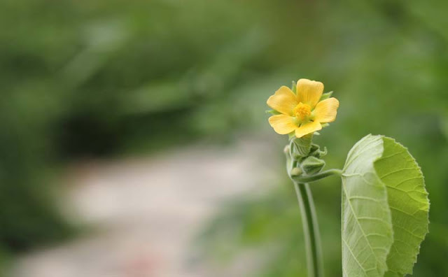 Indian Mallow Flowers