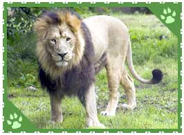 asiatic lion india lions indian facts extinct cats nomad diary mane