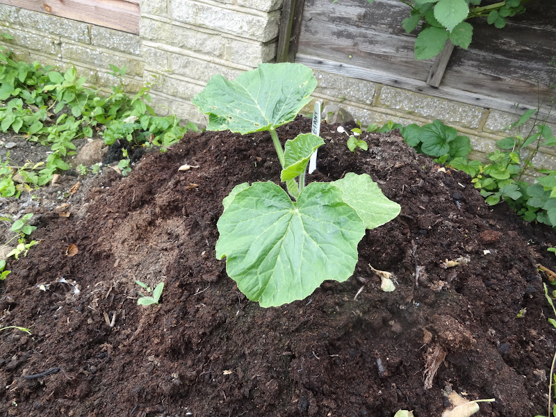 Down on the Allotment How to Grow a Giant Pumpkin