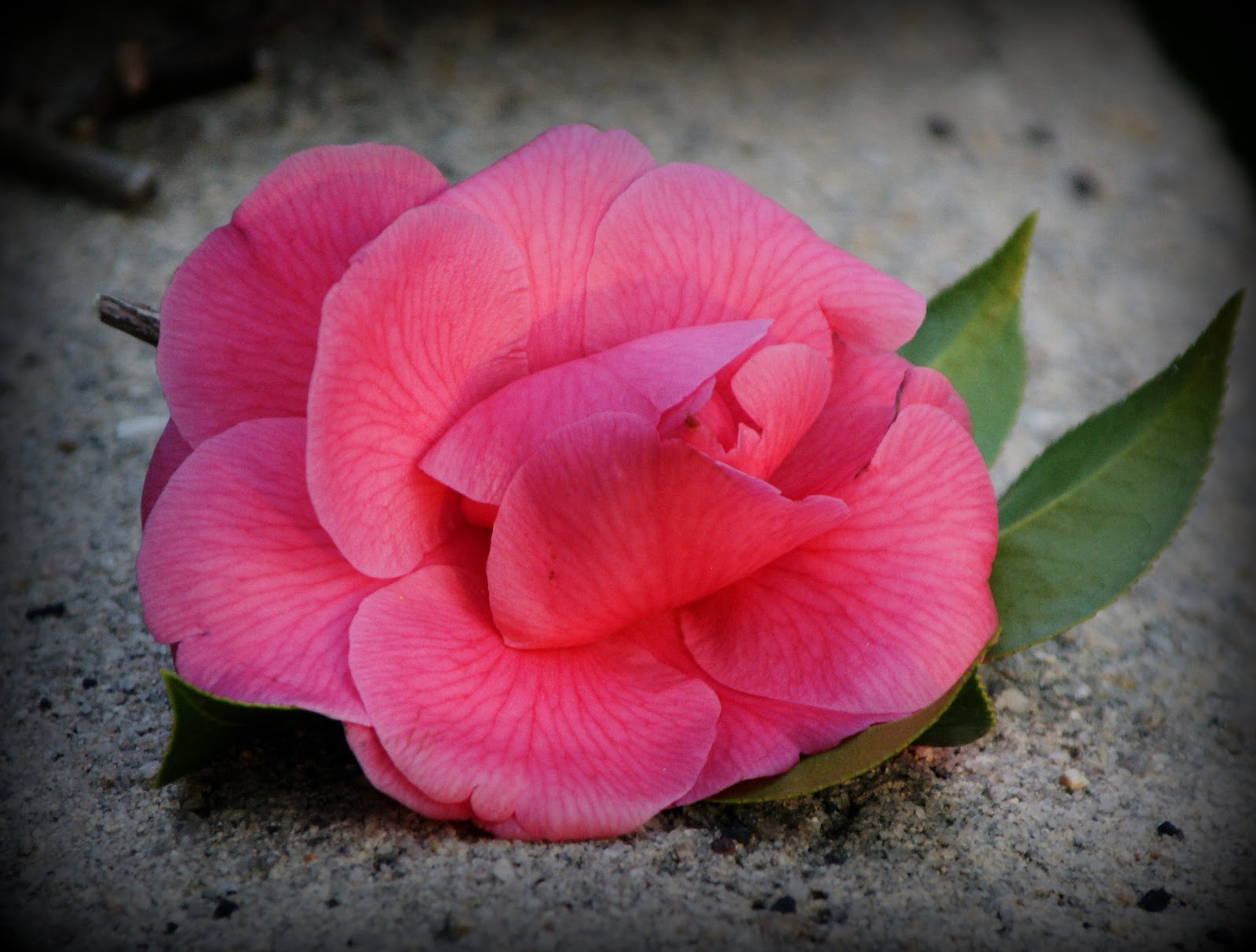 Gardening in the Heart of Virginia Camellias How to Grow Them
