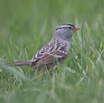 White-crowned Sparrow