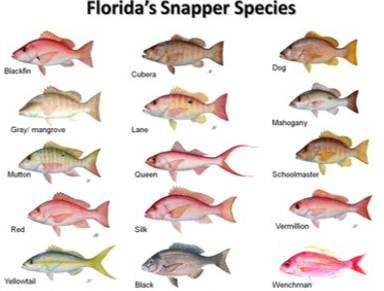 Snapper Species Chart