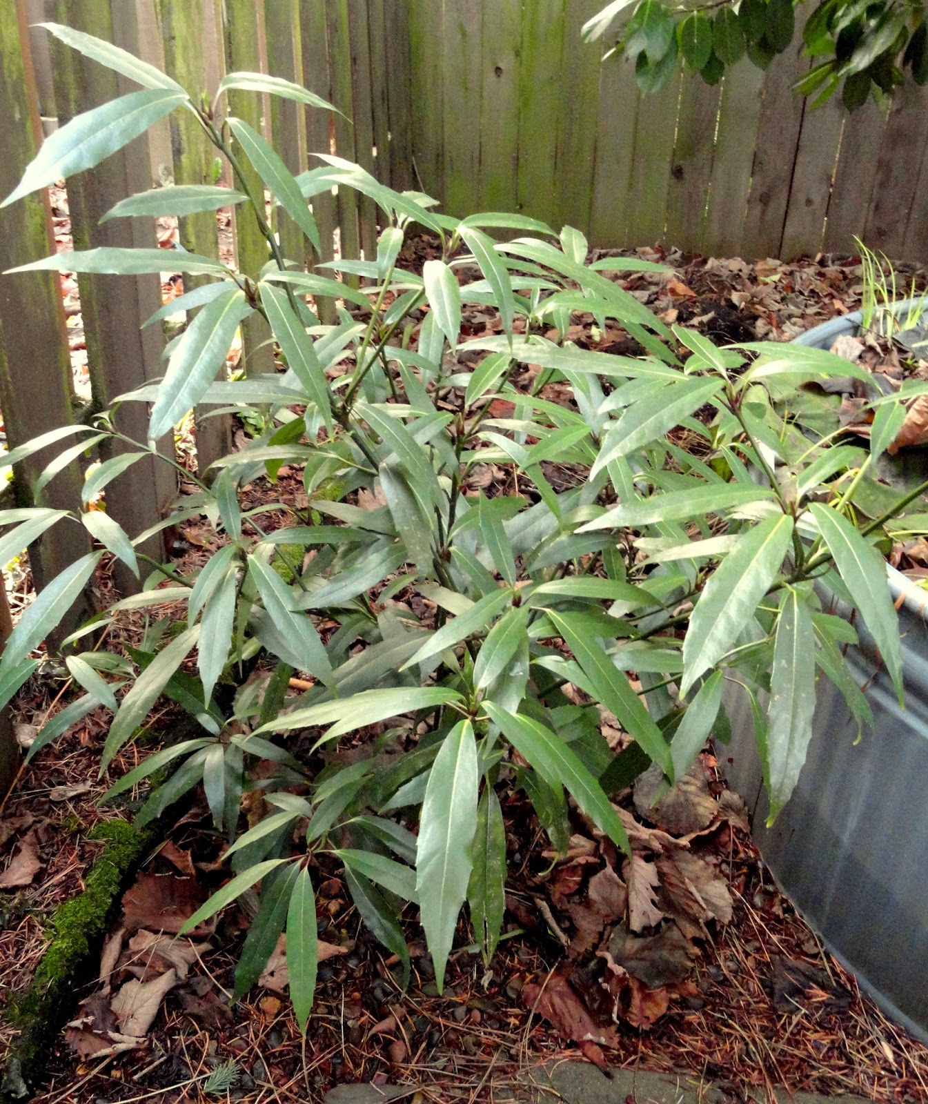 Abelia Plant Care And Culture Travaldo S Blog