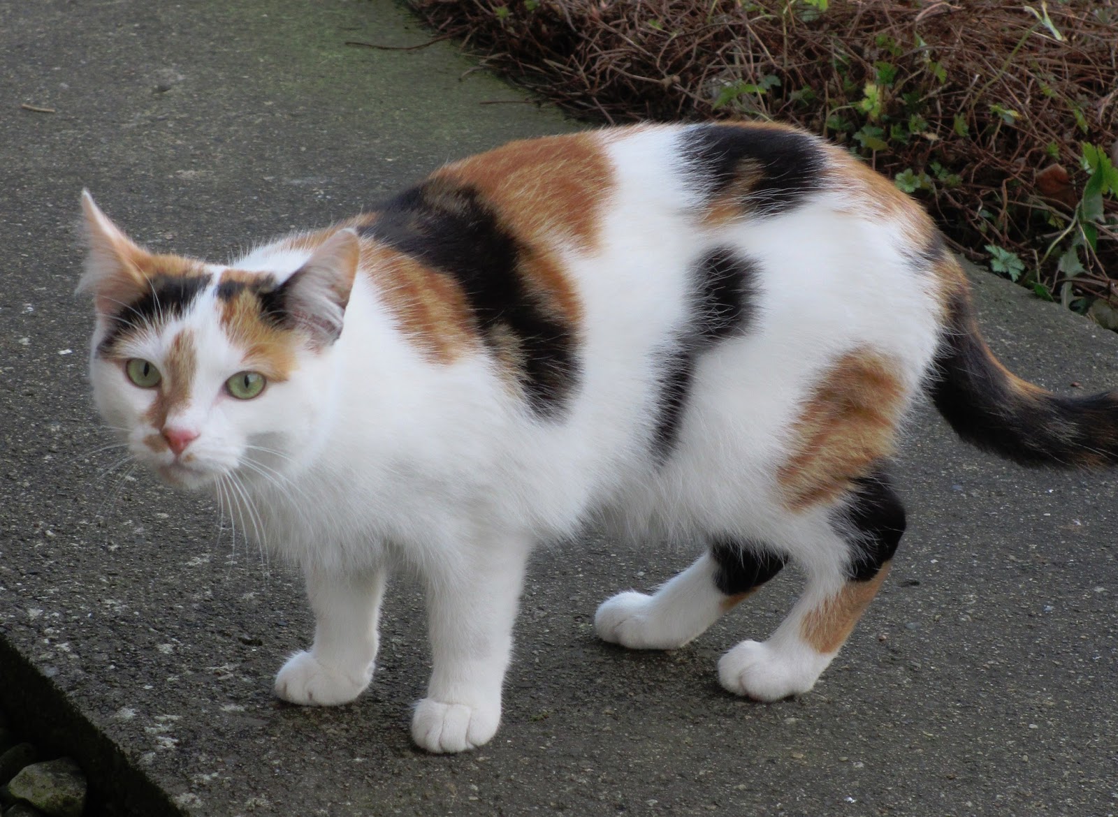 Calico Cat With Interesting Gps >> Nilly Hall Calico Cats Calico Cat With Interesting Gps >> Nilly Hall Calico Cats