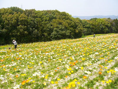 万博公園 ポピーフェア