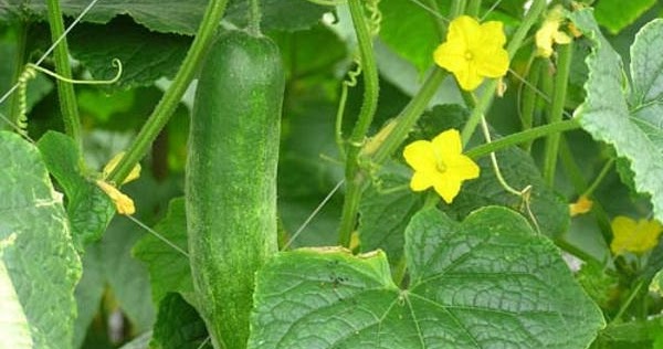 Budidaya Tanaman timun | Arif Setiawan | AriefBoy.Com