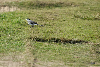 White wagtail @ Dubai Pivot Field